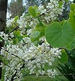 Green Future Pflanzenhandel