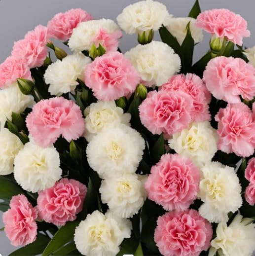 KaBloom - 12 Pink And White Carnation - Fresh Flowers for Birthday, Valentine's & Mother's Day