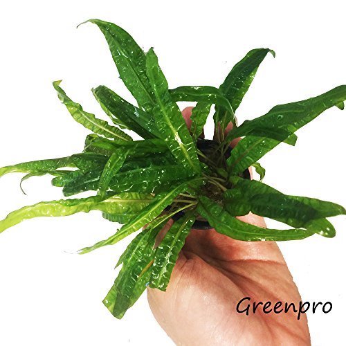 Cryptocoryne Balansae Potted Live Aquarium Plants Freshwater Fish Tank Decorations By Greenrpo #TOP27