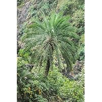 ヤシ5種類セット　ナツメヤシ2年生オマケ付き！ ヤシ5種類セット ナツメヤシ2年生オマケ付き！