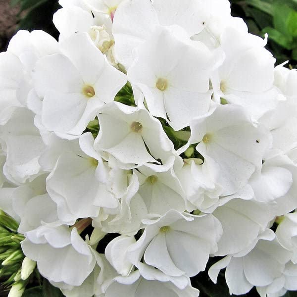 Golden Hills Farm Phlox Beauty Dwarf White 100+ seeds