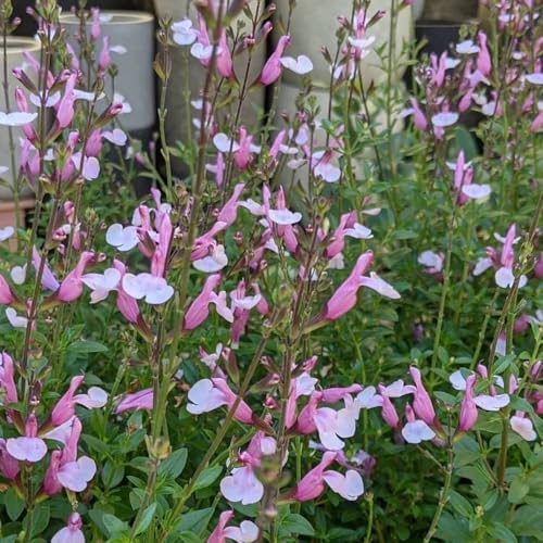 Semi di salvia, Semi di Salvia greggii, rare resistenti per il giardino copertura del terreno amici regali 250pcs