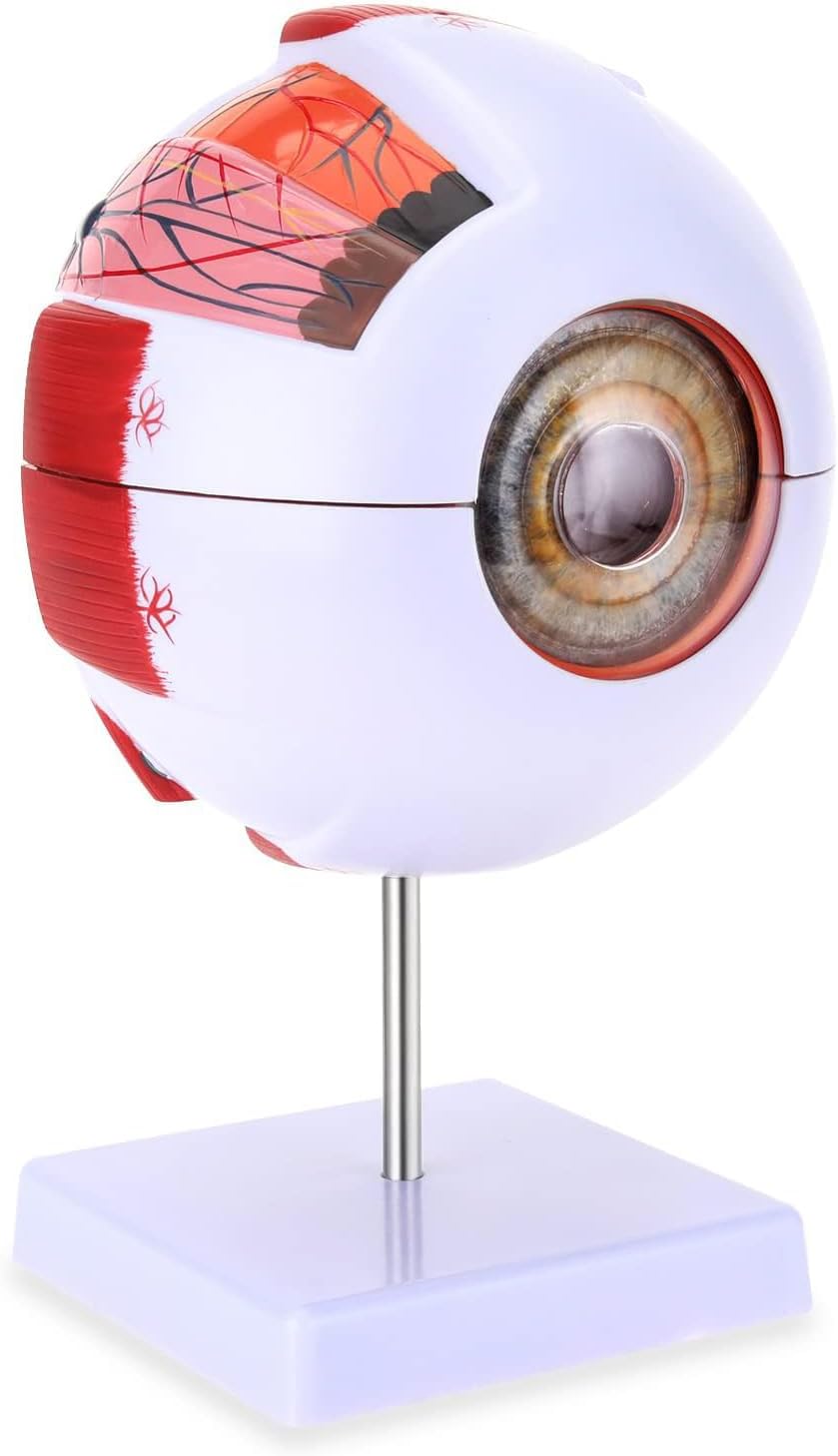 6 Times Enlarged Human Eye Anatomical Model Shows Optic Nerves Cornea Iris Lens And Vitreous Body With Removable Stand