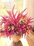 Seeds Amaranth Oeschberg Amaranthus Cruentus 400+ Seeds Oeschberg Blood Amaranth