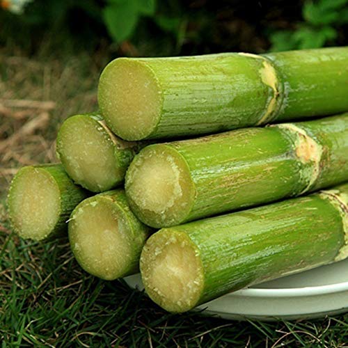 50 stks suikerriet zaden heerlijke sappige fruitplant Home Farm Decor Tuin voor Ideaal Outdoor Tuinieren Gift, Grow Your… - Image 3