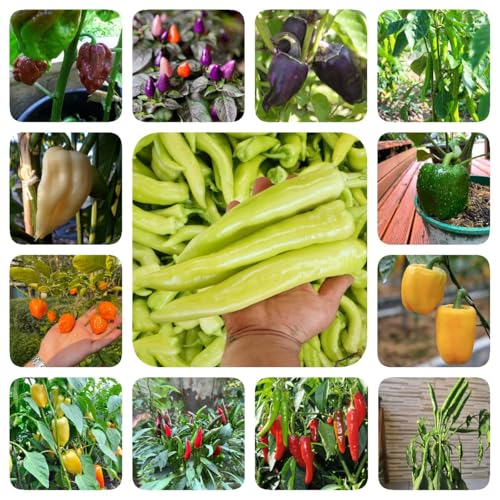 500 piezas Semillas de chile, semillas de chile regalos sostenibles para mujeres semillas de chile, jalapeño, plantas de balcón semillas de hortalizas semillas de plantas vegetales