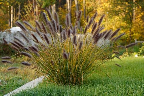 Red Fountain Grass Live Plants | Pack of 2 (Two) | 5-9 Tall | Pennisetum setaceum Rubrum | Drought Tolerant Ornamental Grass for Outdoor Patio Pots & Landscapes