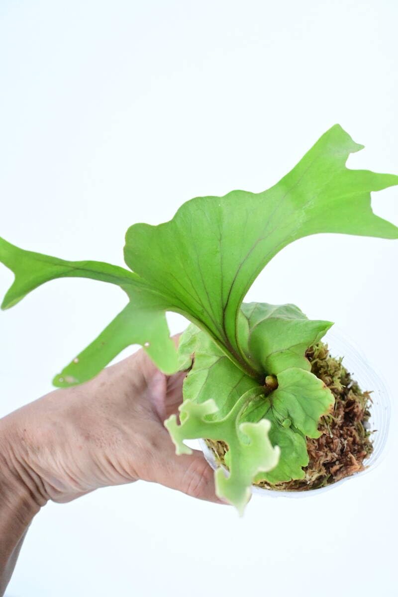 Amazon.co.jp: P.ridleyi narrow form spored② @bikamori.com