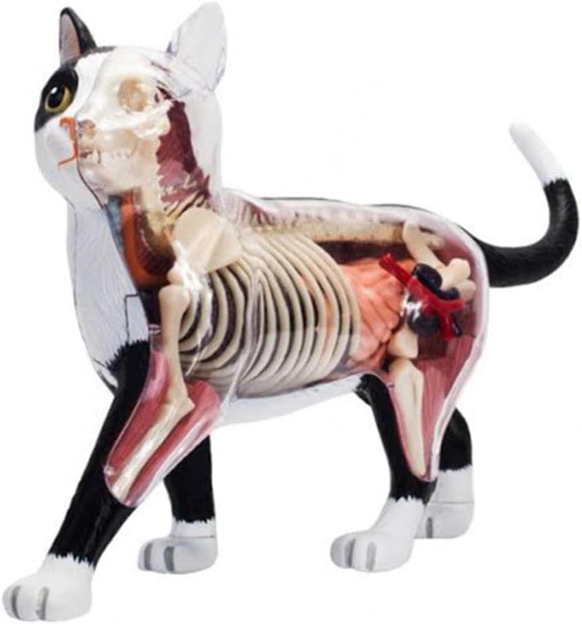 Simulation d'organes biologiques de chat et squelette pour étudiants