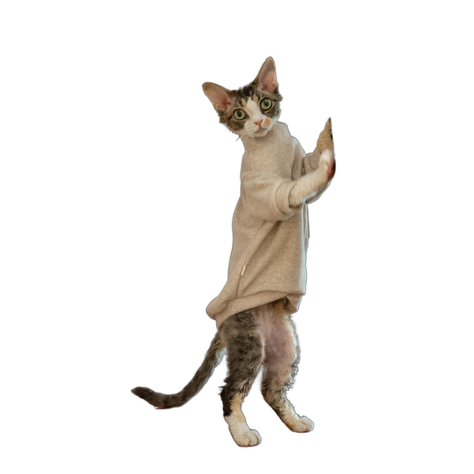 OMEM Solid Color Cat T Shirt for Sphynx Devon Rex, 4 Colors Beige Cream Pink Light Green, Mock Neck Basic Tee for Hairless Cats, Breathable Summer Top XS to XXXL (Khaki,XL+)