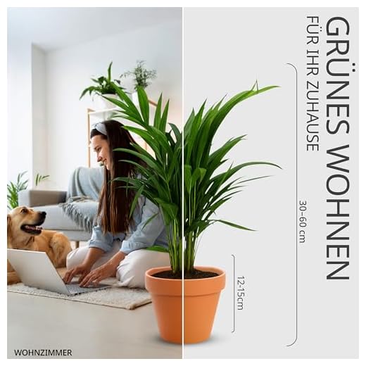 5er-Pflanzen-Set “Tierfreund”, +/- 30-60cm, ø 12-15cm Topf, Bergpalme, Glückskastanie, Bananenpflanze, Korbmarante, Goldfruchtpalme, Ungiftig & Tierfreundlich, Qualität vom Pflanzen Profi