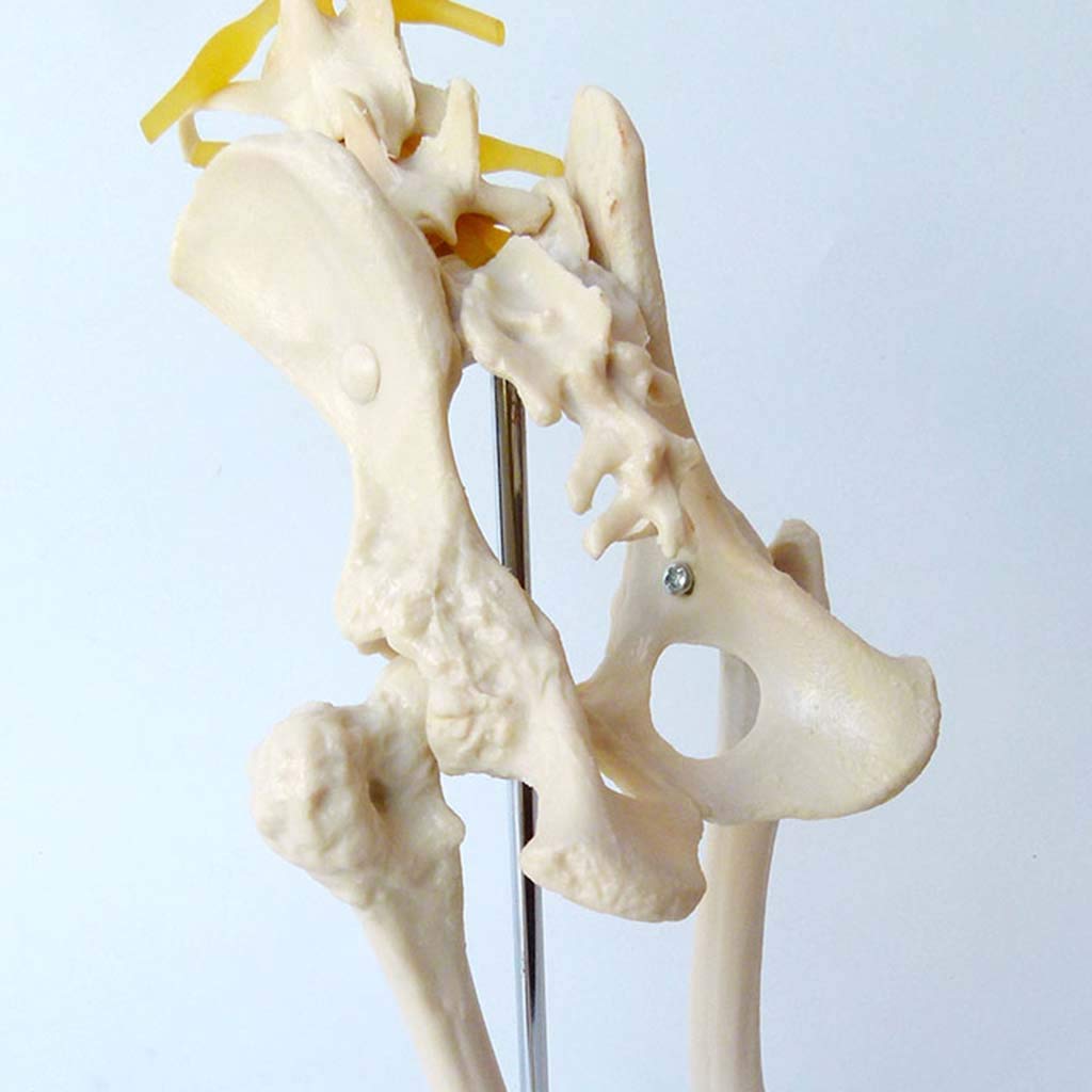 sjdoPulse Dog Canine Hip Joint Anatomy Model Anatomical Dog Skeleton Leg Nerve Joint Eterinary Specimen Biology Medical Animal Teaching Demonstration Model