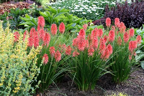 Stauden Gänge 3 x Kniphofia Kollektion (Winterhart/Staude/Dauerblüher/Bienenferundlich/Mehrjährig) Fackellilie - Hingucker der den ganzen Sommer über bis tief in den Herbst hinein blüht