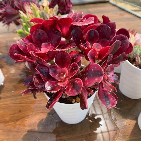 Amazon.co.jp: 農園直売 多肉植物 寄せ植え アエオニウム属 メデューサ