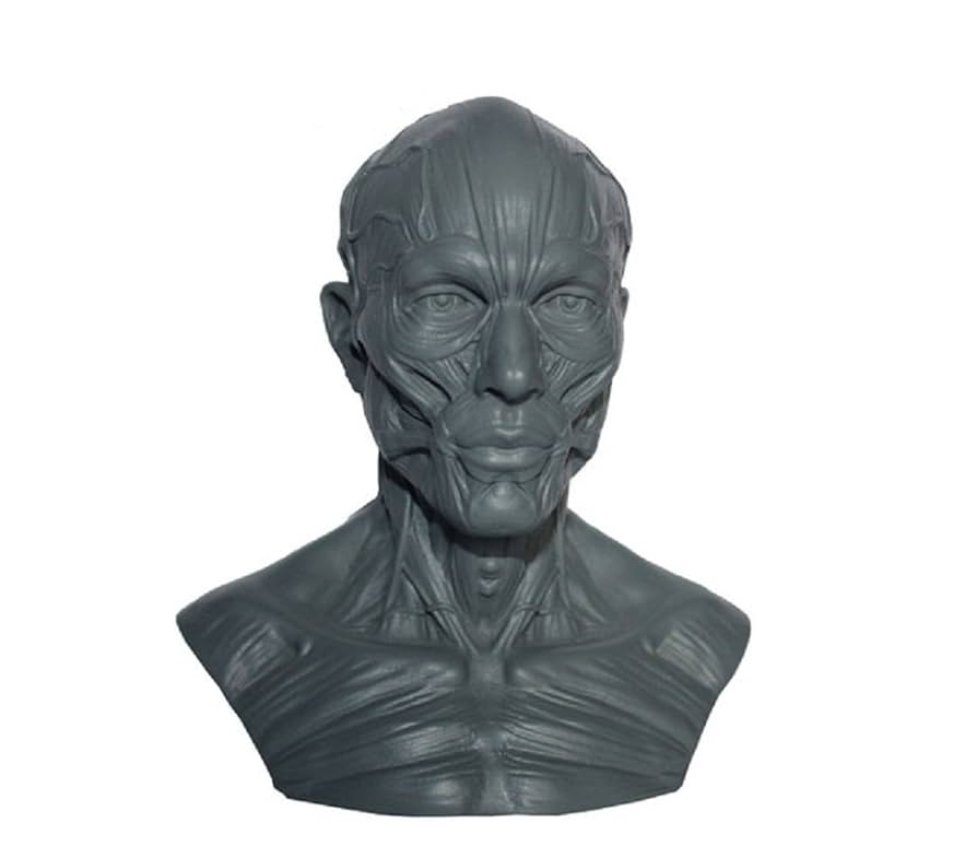 頭部解剖模型 約30cm Amazon.co.jp: 人体模型技術-11インチ（30センチ）人体解剖図