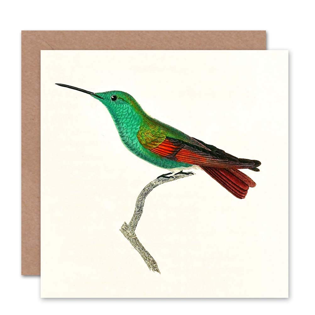 Wee Blue Coo CARD GREETING BIRD HUMMINGBIRD CUVIER BERYLLINE GIFT