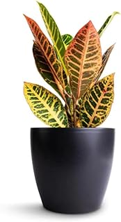 Croton Plant in Unique Colors - Petra