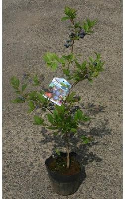 Amazon ブルーベリー苗 ホームベル ラビットアイ系4年苗 5号ポット 果物