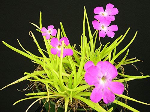Pinguicula Moctezumae ~ messicano Pinguicola ~ carnivore Rare 10 Semi ~