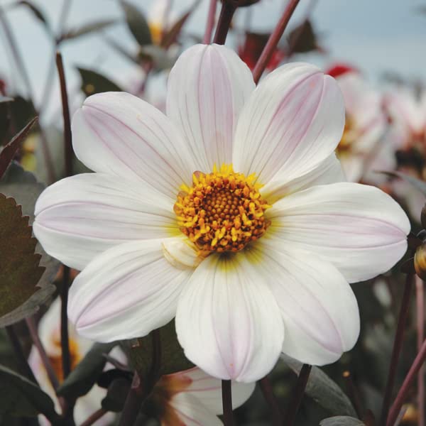 Dahlia - Bishop of Dover Flower Bulbs for Spring Planting X3 Bulbs Ready for Planting Now