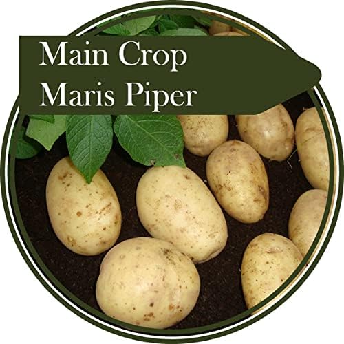 2 kg Potato Tubers Maris Piper Main Crop Potato One of The Most