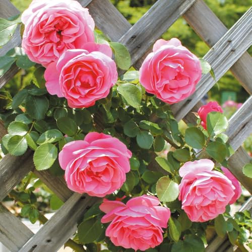 バラ苗 つるバラ レオナルド ダ ヴィンチ 1株 / 国華園 25年秋商品のサムネイル