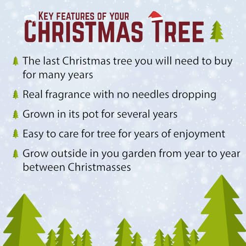 YouGarden Albero di Natale Vero