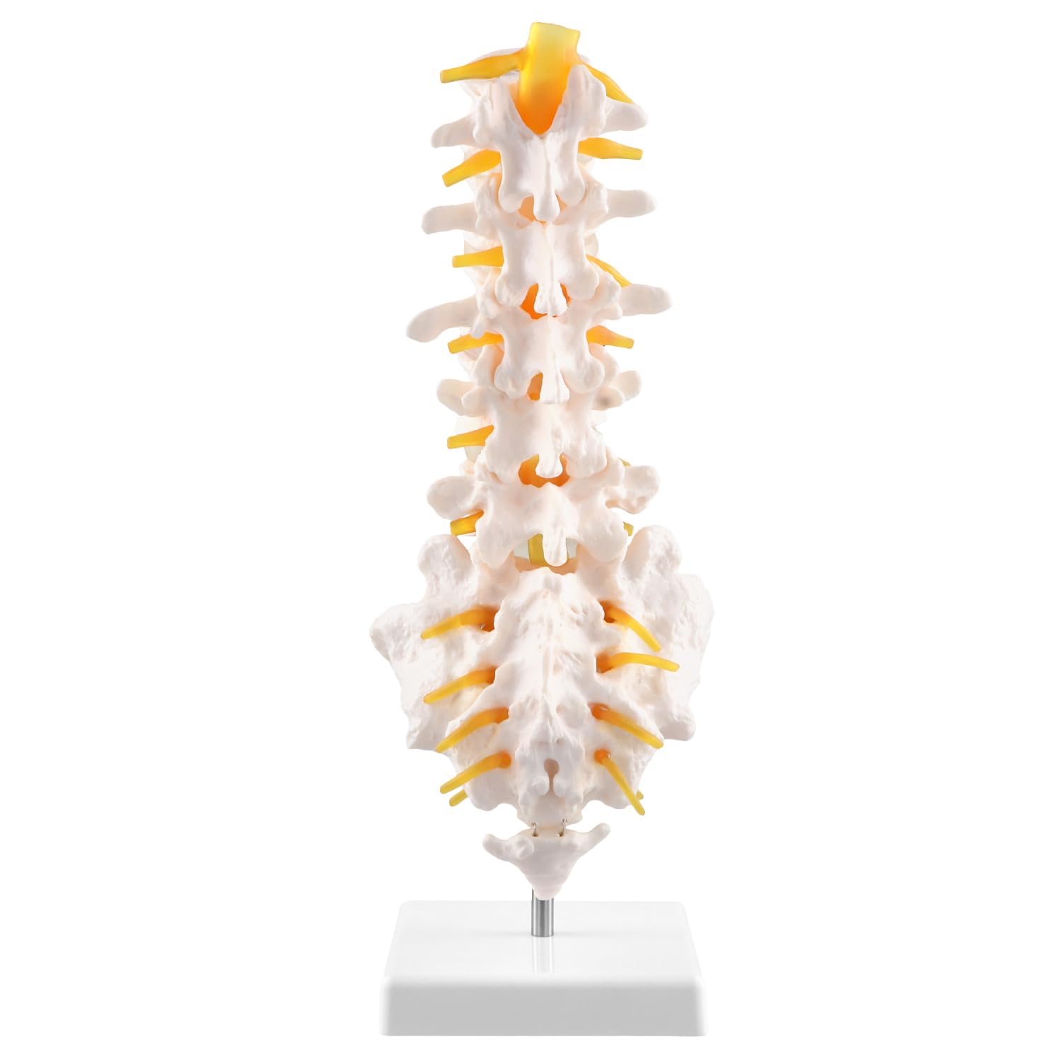QWORK® Model anatomii naturalnej wielkości kręgosłupa z otwartą kością krzyżową