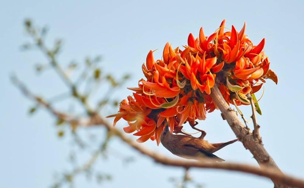 Natural Orange Palash Live Plant (Flame Of The Forest Live Plant) Pack of 1 (B0D1Y3MPL3) Amazon Price History, Amazon Price Tracker