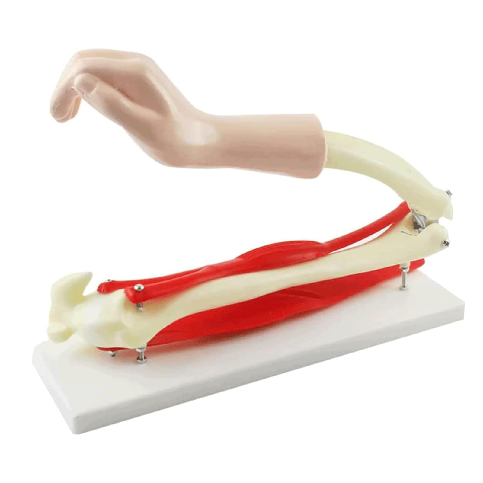 YNIYUJKL Anatomy Model Skeleton Model Human Elbow Joint With Muscles For Doctors Office Educational Tool
