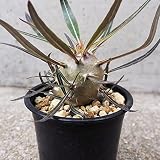 ＩＴＡＮＳＥ パキポディウム カクチペス 2～3号 1個売り 多肉植物 Pachypodium cactipes コーデックス 塊根 黄色く大きな花
