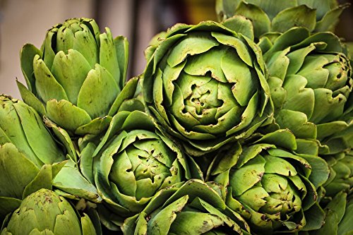 Creative Farmer Herb Seeds For Kitchen Garden Green Globe Artichoke Cynara Scolymus Vegetable Seed Herb Seeds For Planting 20 Seeds Kitchen Garden Seeds Pack