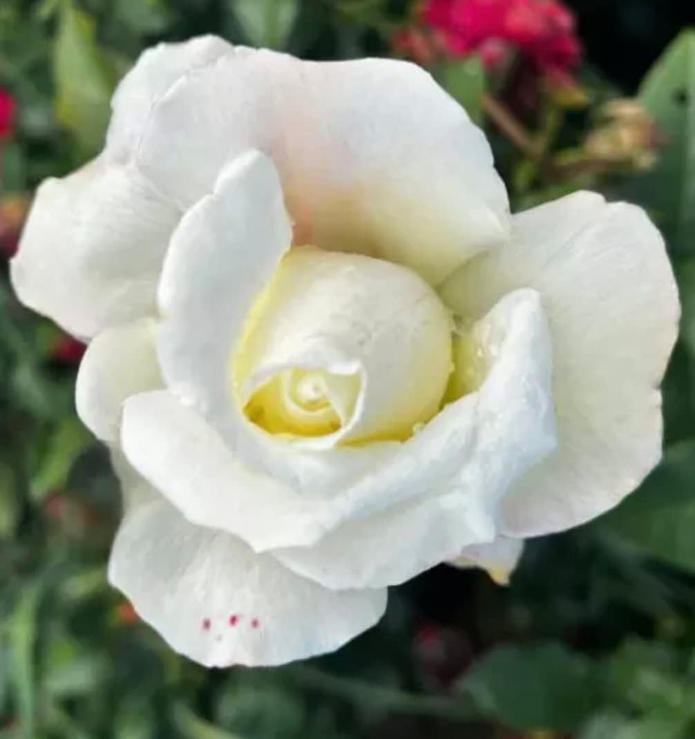 'Silver Anniversary' - Potted Standard Rose Budded at 80cm - White Double Blooms - Rich Fragrance - Lovely Gift idea