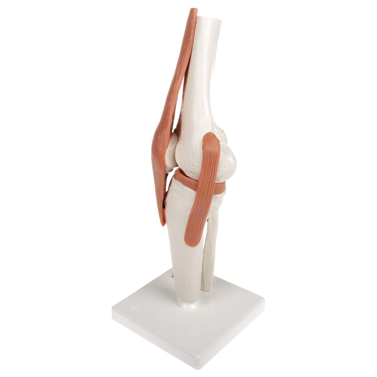 3B Scientific® Modelo Funcional de Articulación de Rodilla – Anatomía a Tamaño Real con Ligamentos, Demostración de Movimiento Natural + Smart Anatomy App (Garantía de 5 Años)