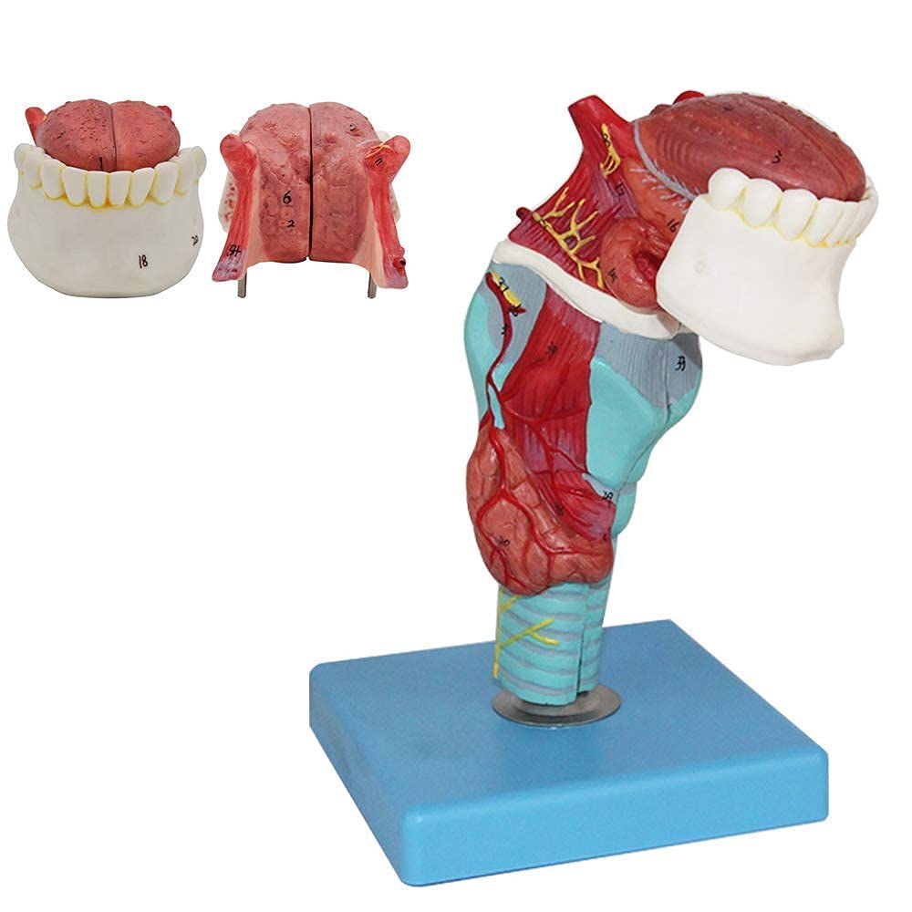 Buy Study Model Anatomy Model Body, Magnified Human Larynx Anatomical Models, Human Throat
