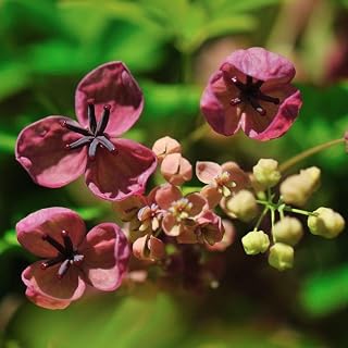 Chocolate Vine Akebia Quinata – Fast Growing Fragrant Climbing Vine – Live Plant for Trellis, Fence or Arbor – Hardy Zones 4-9 (7 Gallon Plant)