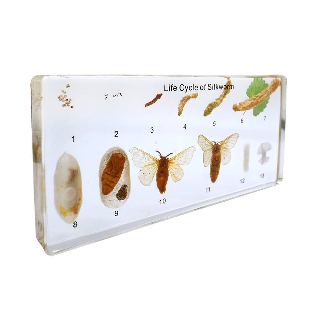 Life Cycle Story of Silkworm Entwicklung Specimens Zoology Animal Insect Embedding Specimen Science Classroom Taxidermy164 x 78 x 20 mm