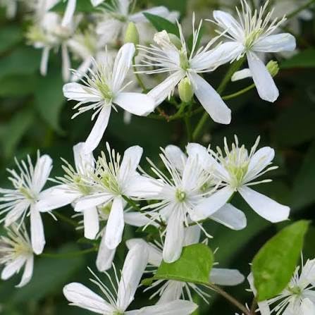Sweet Autumn Clematis Live Flowering Plant Pack of 1 | White Fragrant Vine for Home Garden-image-26