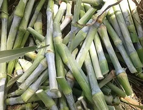 Super Napier Multicut Hybrid Grass Sticks - Pack of 100 Fresh Super Napier Grass Sticks (B0BNQ4YVXV) Amazon Price History, Amazon Price Tracker