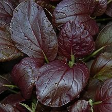 Cabbage Seeds - Pak Choi - Purple Magic Epic High - Hybrid - 2 g Packet 324 Seeds - Non-GMO, F1 Hybrid - Asian Garden Vegetable