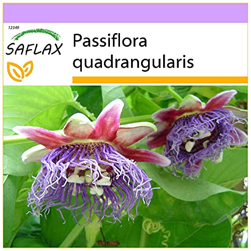 SAFLAX - Granadilla gigante - 12 semillas - Passiflora quadrangularis