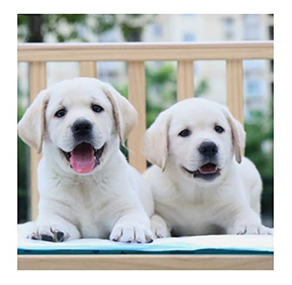 ラブラドールレトリバー 子犬 アートパネル 2枚セット Amazon | 2つの白いラブラドールレトリバー-大人のための数字で