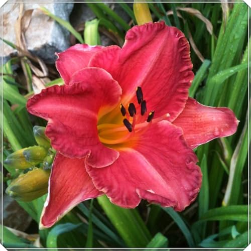 Hemerocallis Bulbos,JardíN,Azucenas PlantasCrecer, Desarrollado,Hermoso,PlantacióN Azucenas Bulbo-10bulbos-B