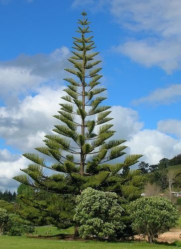 Generic Fresh Norfolk Island Pine Araucaria Heterophylla Seeds Amazon In Garden Outdoors