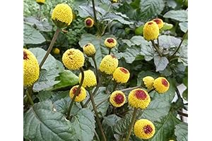 Acmella Oleracea: Your Culinary Adventure Starts Here!