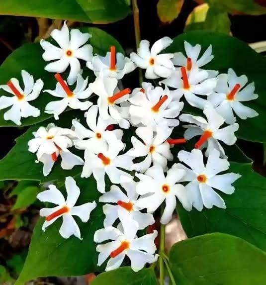 All Season Live Harsingar Plant in Pot | 12 Months Flowering Night Blooming Jasmine (Parijat) Plant | Shefalika, Sheuli, Shiuli, Pavazhamalli Live Flower Plant | Fragrant Outdoor-image-44