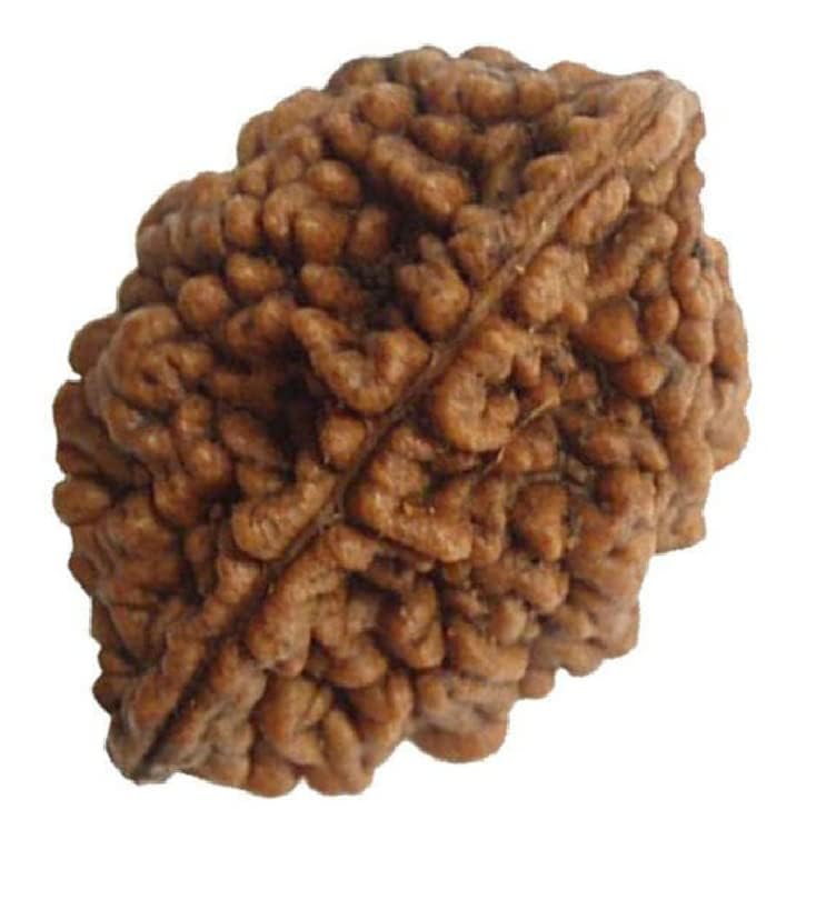 Sarox 2 Mukhi Rudraksha Tow Faced Nepali Rudraksh Bead Bead Original&Certified Rudraksha for Men&Women,Color Brown,Origin Nepal (B0CX1SQHQ1) Amazon Price History, Amazon Price Tracker