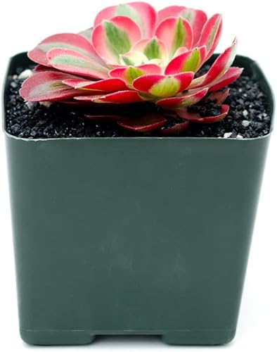 Miniatura 4 de Aeonium - Suculenta viva de bruja rosa (maceta de 4 pulgadas), plantas suculentas vivas, plantas suculentas totalmente enraizadas, planta de casa