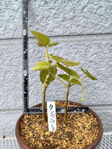 常緑樹観葉植物ウンベラータ 挿し木苗木 約15cm2株抜き苗、根