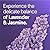 CLOROX Scentiva ToiletWand Toilet Cleaner Refills, Toilet brush, Lavender and Jasmine, 10 Count